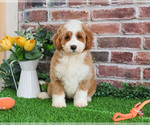 Small Photo #13 Goldendoodle mix (+ Poodle Miniature) Puppy For Sale in SYRACUSE, IN, USA
