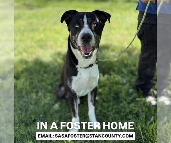 Medium Photo #2 Collie-Greater Swiss Mountain Dog Mix Puppy For Sale in Modesto, CA, USA