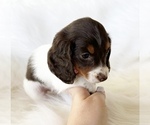 Small #7 Dachshund