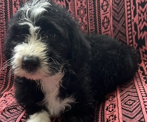 Sheepadoodle Puppy for Sale in SQUIRES, Missouri USA