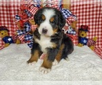 Puppy Ukraine Bernese Mountain Dog