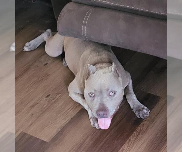 Medium Photo #1 American Staffordshire Terrier-Unknown Mix Puppy For Sale in San Antonio, TX, USA