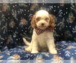 Small Photo #3 Cavapoo Puppy For Sale in LAKELAND, FL, USA