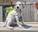 Small #8 Dalmatian