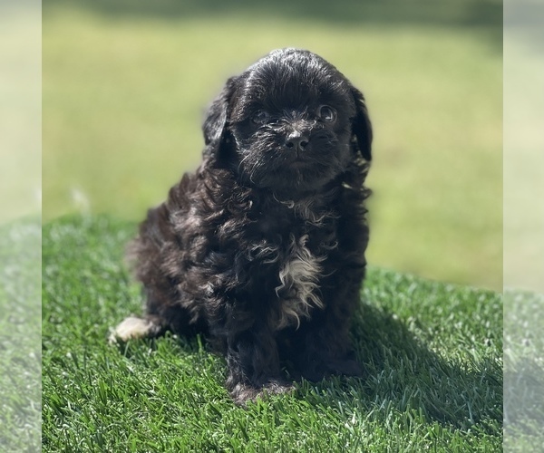 Medium Photo #6 ShihPoo Puppy For Sale in EL CAMPO, TX, USA