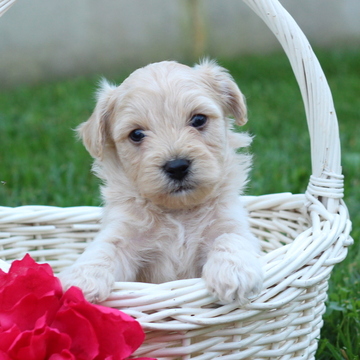 Medium Photo #1 Cavachon Puppy For Sale in GAP, PA, USA