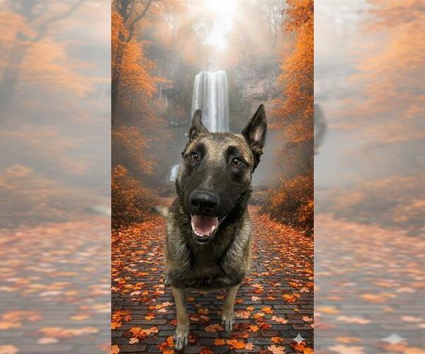 Medium Photo #1 Mutt Puppy For Sale in HESPERIA, CA, USA