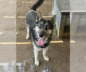 SKY - Male German Shepherd Dog-Unknown Mix Dog for Adoption - Photo #2