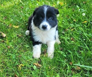 Australian Shepherd Puppy for sale in NOVI, MI, USA