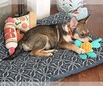 Rocky - Male German Shepherd Dog-Unknown Mix Dog for Adoption - Small photo