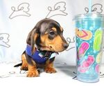 Small Photo #3 Dachshund Puppy For Sale in LAS VEGAS, NV, USA
