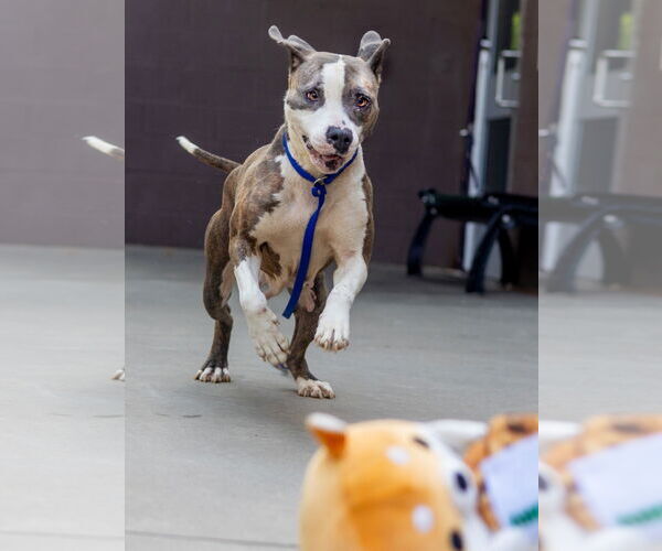 Medium Photo #6 American Staffordshire Terrier-Unknown Mix Puppy For Sale in Decatur, GA, USA