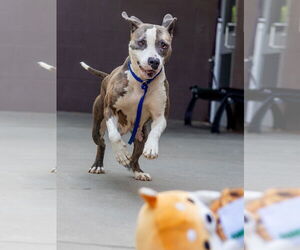 Pretty Princess FOSTER NEEDED TOO! - Female American Staffordshire Terrier-Unknown Mix Dog for Adoption - Photo #6