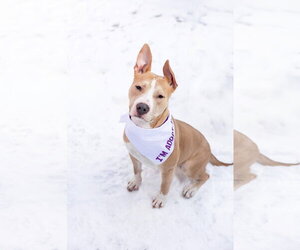 Radar - Male Mutt Dog for Adoption - Photo #3