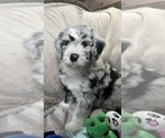 Small Photo #16 Bernedoodle-Sheepadoodle Mix Puppy For Sale in WOODSIDE, NY, USA