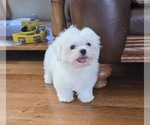Small #6 Maltese