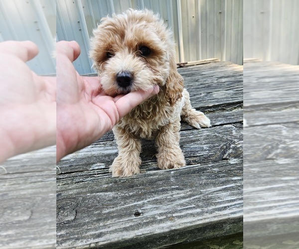 Medium Photo #1 Goldendoodle mix (+ Poodle Miniature) Puppy For Sale in NILES, MI, USA