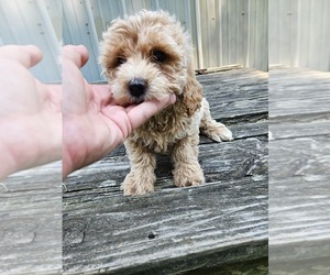 Medium Goldendoodle mix (+ Poodle Miniature)