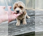 Puppy Cash Goldendoodle mix (+ Poodle Miniature)