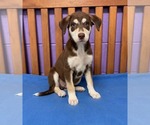 Small #1 Siberian Husky Mix