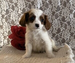 Cavapoo (Miniature) Puppy for sale in THORP, WI, USA