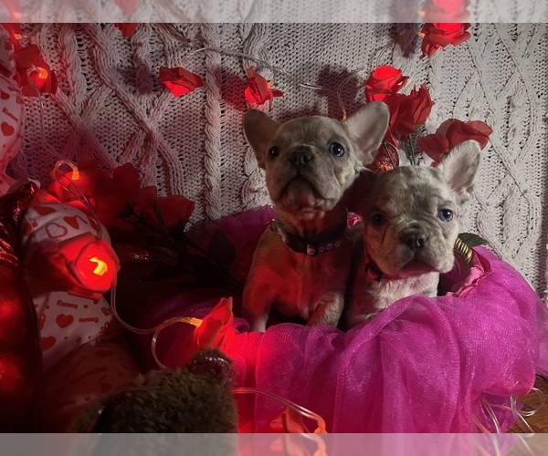 Medium Photo #14 French Bulldog Puppy For Sale in NEW BEDFORD, MA, USA
