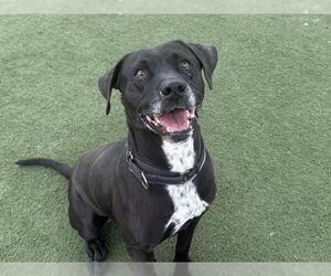 Lab-Pointer Dogs for adoption in Martinez, CA, USA
