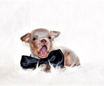 Puppy Franklin Chihuahua