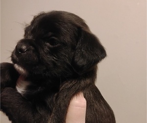 Poodle (Toy)-Pug Mix Puppy for sale in NEW WAVERLY, TX, USA