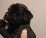 Image preview for Ad Listing. Nickname: Pug a poos