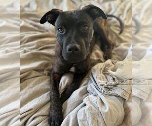 American Pit Bull Terrier-American Staffordshire Terrier Mix Dogs for adoption in Chester, VA, USA