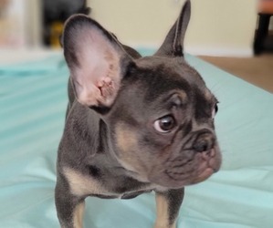 French Bulldog Puppy for sale in TAMPA, FL, USA
