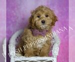 Small #6 Maltipoo