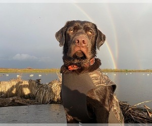 Father of the Labrador Retriever puppies born on 11/15/2024