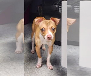 Chihuahua Dogs for adoption in Evansville, IN, USA