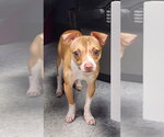 Small Chihuahua
