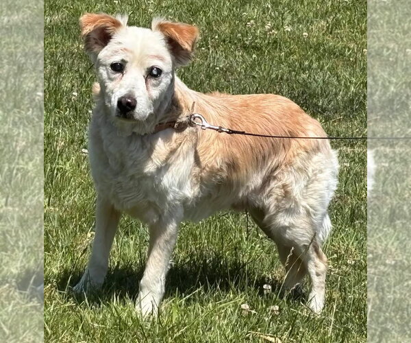 Medium Photo #5 Collie-Unknown Mix Puppy For Sale in Rustburg, VA, USA