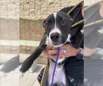 Small #1 Labrador Retriever Mix