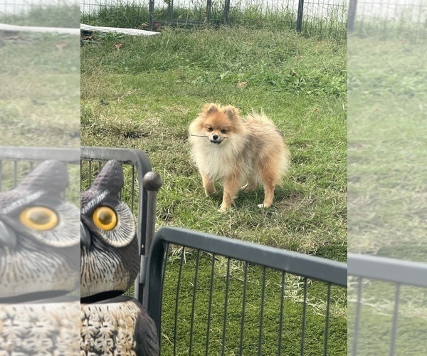 Medium Photo #4 Pomeranian Puppy For Sale in GLEN BURNIE, MD, USA