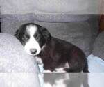 Small Photo #39 Border Collie Puppy For Sale in AIKEN, SC, USA