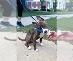 Small #8 American Pit Bull Terrier-Mountain Cur Mix