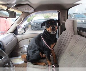 Rottweiler-Unknown Mix Dogs for adoption in Ocala, FL, USA