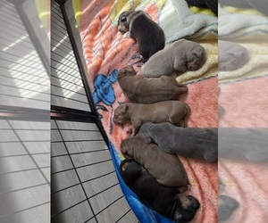 American Bully Puppy for sale in KISSIMMEE, FL, USA