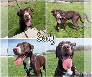 Boxador Dogs for adoption in Pierceton , IN, USA