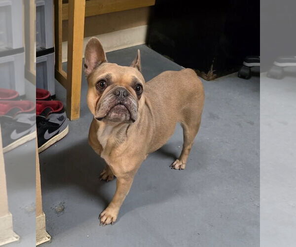 Medium Photo #3 French Bulldog Puppy For Sale in Modesto, CA, USA