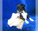 Small Photo #9 Chihuahua Puppy For Sale in GROVESPRING, MO, USA