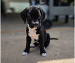 Small #1 Boxador