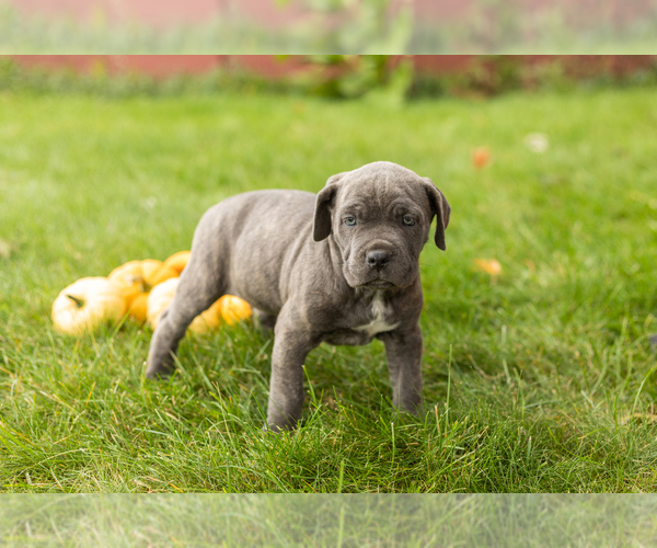 Medium Photo #6 Cane Corso Puppy For Sale in BOURBON, IN, USA