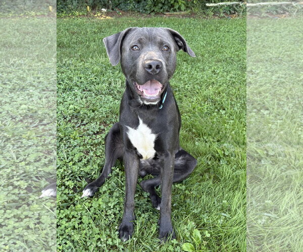 Medium Photo #1 Mutt Puppy For Sale in Spring Lake, NJ, USA