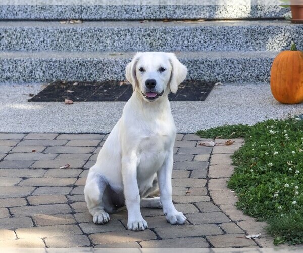 Medium Photo #1 Golden Retriever Puppy For Sale in SYRACUSE, IN, USA